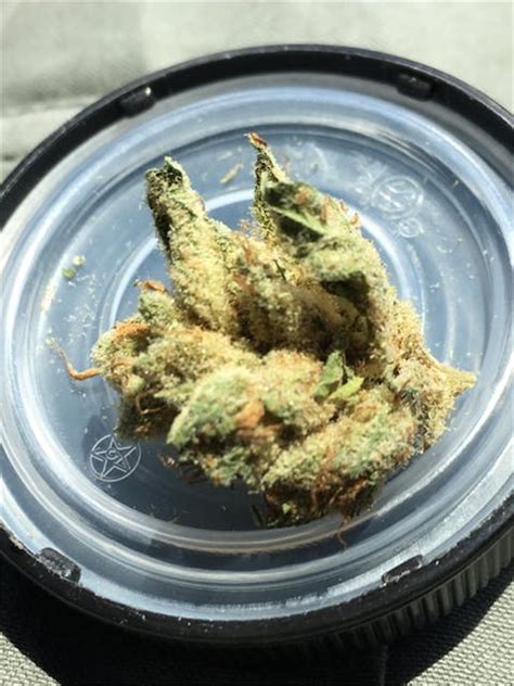 kuchi strain
